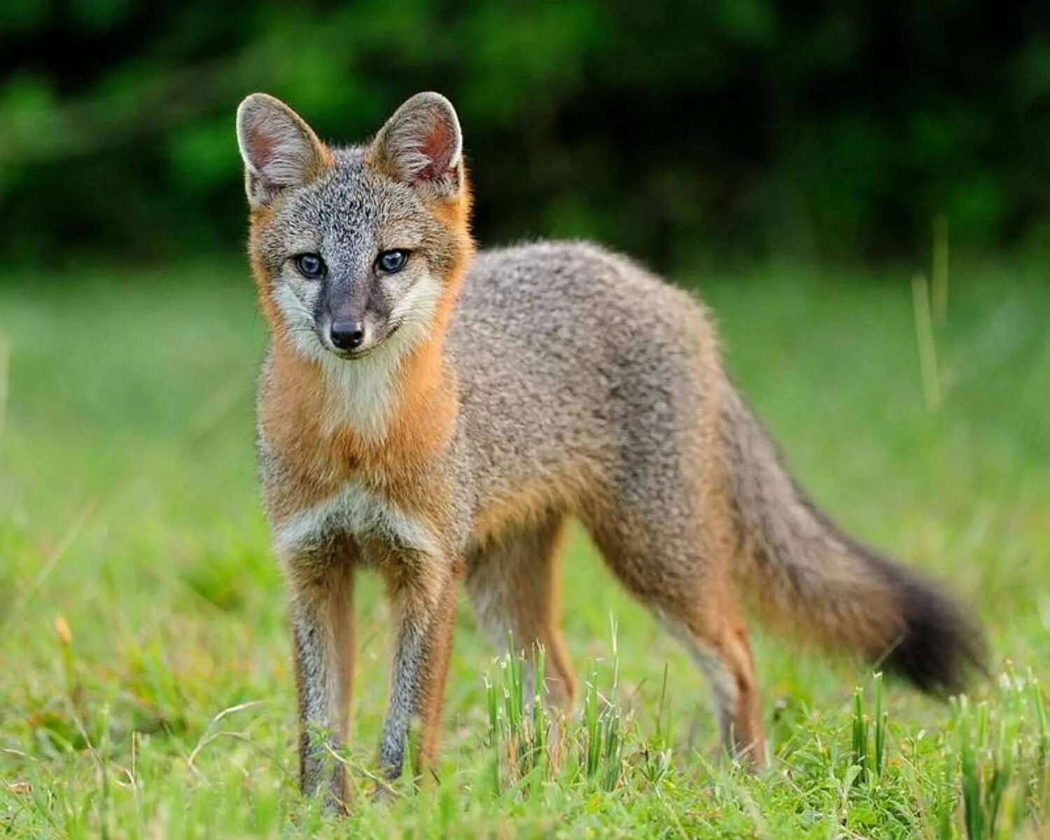 Пампасская лисица Южной Америки. Островная лисица Urocyon littoralis. Грей Фокс лиса. Серая лисица Южная Америка. Разновидности лисов