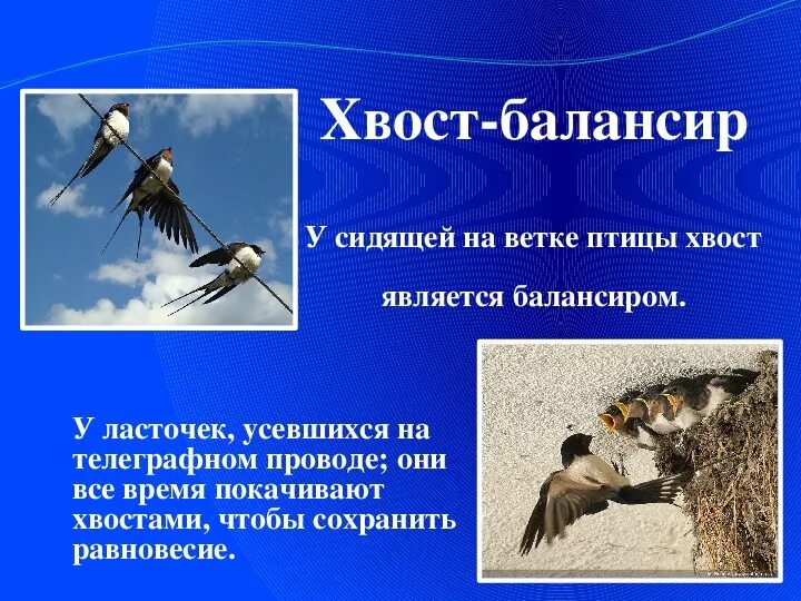 Почему птицы совершают. Виды хвостов у птиц. Функции хвоста у птиц. Хвост птицы строение. Для чего птицам хвост.