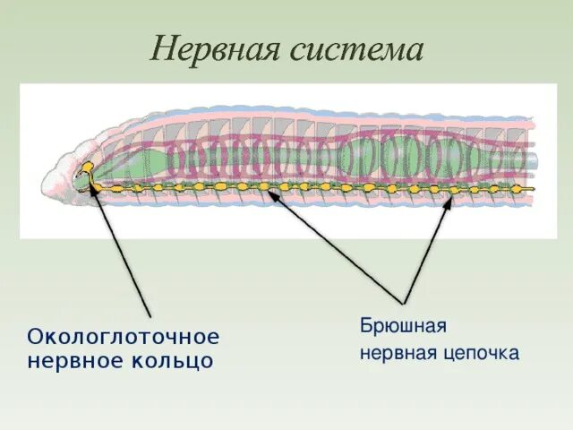 У каких червей наличие брюшной нервной цепочки. Тип кольчатые черви пищеварительная система. брюшная нервная цепочка. окологлоточное нервное кольцо и брюшная нервная цепочка. брюшная нервная цепочка у червей.