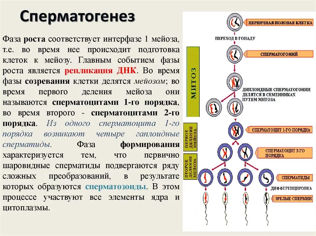 Сколько хромосом в гамете организма. Фаза созревания сперматогенеза. Фаза размножения спермогенез. Развитие половых клеток. Мейоз. Оплодотворение биология 9 класс. Образование половых клеток сперматогенез.