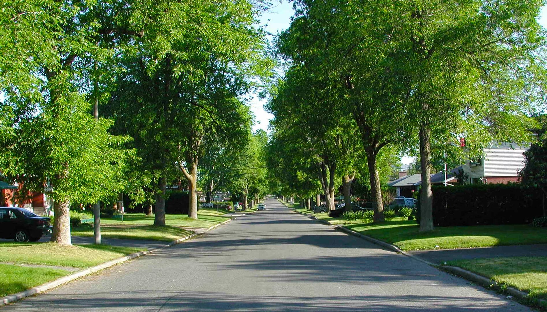 Street trees. Улица с деревьями. Деревья в городе. Улица летом. Улица деревья город.