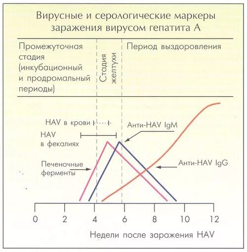 Маркеры острого гепатита в. Серологические маркеры вируса гепатита с. Динамика маркеров вирусного гепатита а. Фазы и маркеры вирусных гепатитов. «Динамика диагностических маркеров гепатита.