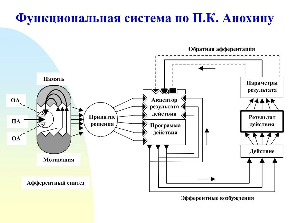 Что такое функциональная система по п.к.Анохину. П К Анохина о функциональных системах. Анохин функциональные системы схема. Теория функциональных систем Анохина схема. Что понимают под функциональной системой приведите примеры