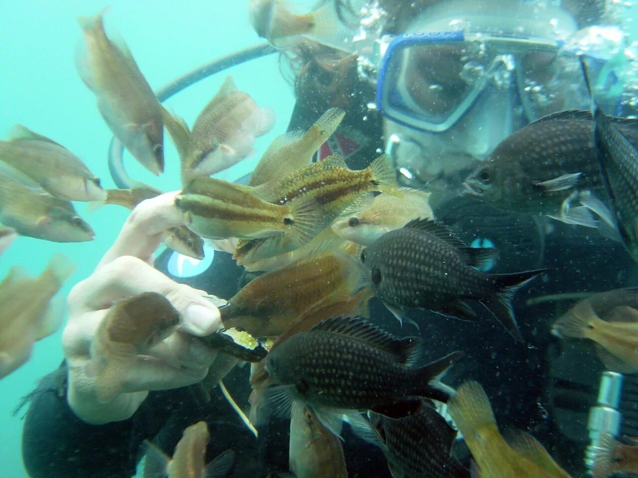 пресноводная рыба краснодарского края. рыба есть краснодар. ихтиофауна реки кубань. кафе рыба краснодар. рыба есть краснодар.