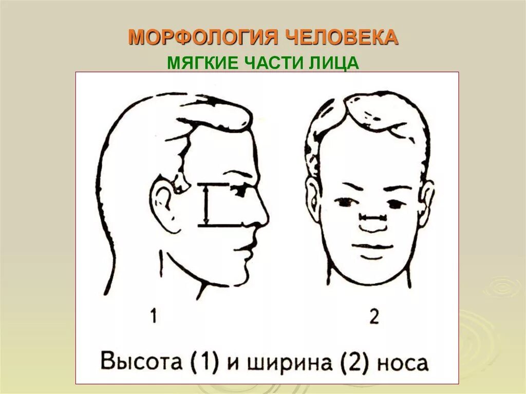 Название лица человека. Морфология лица. Части лица человека. Морфология человеческого лица. Морфологическая высота лица.