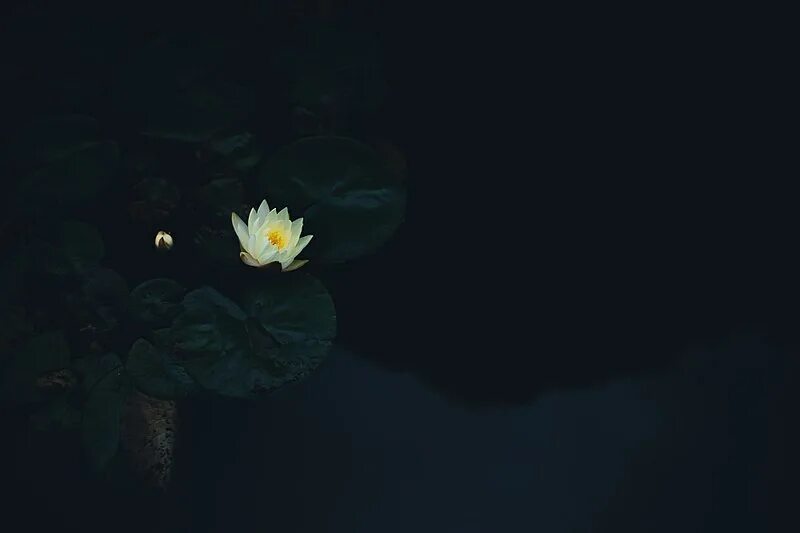 The dark flower