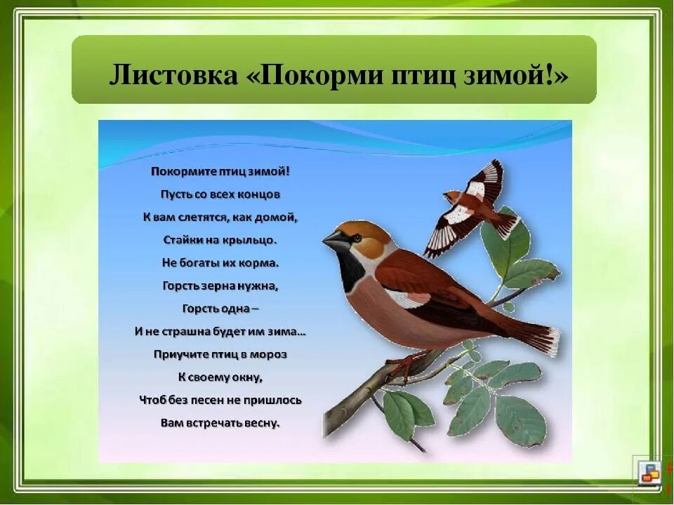 Листовка встречаем пернатых. Листовка про птиц. Листовка Покормите птиц зимой. Листовка зимующие птицы. Листовки про птиц зимой.