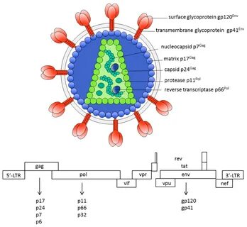 Hiv 1