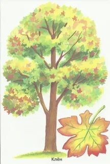 Рисование осенний клен и ель