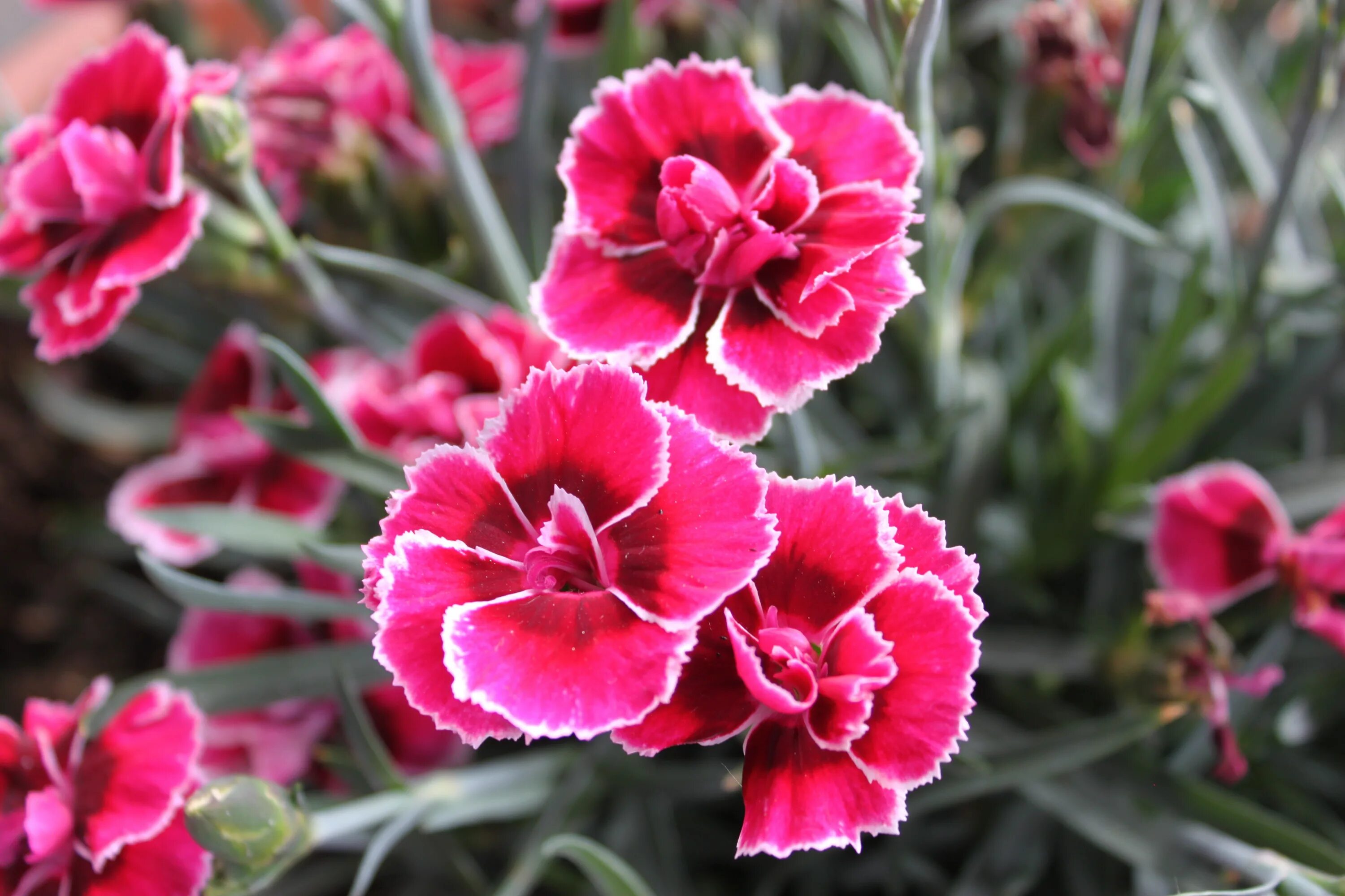 Какая гвоздика лучше. Гвоздика Dianthus. Dianthus caryophyllus. Arabella Pink гвоздика. Гвоздика Шабо.