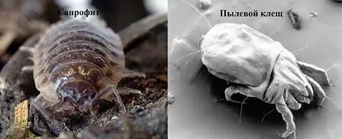 Что делают пылевые клещи