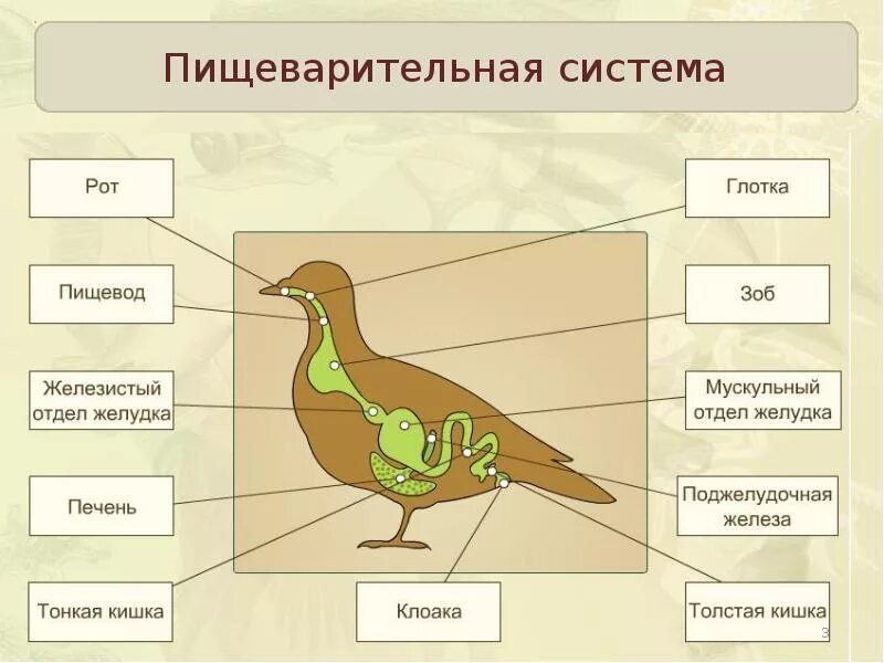 Птица под цифрой 3. Пищеварительная система птиц 7 класс биология. Биология 8 класс птицы пищеварительная система. Пищеварительная выделительная и дыхательная система птиц. Особенности пищеварительной системы птиц 7 класс биология.