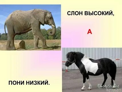 Антонимы большой клюв