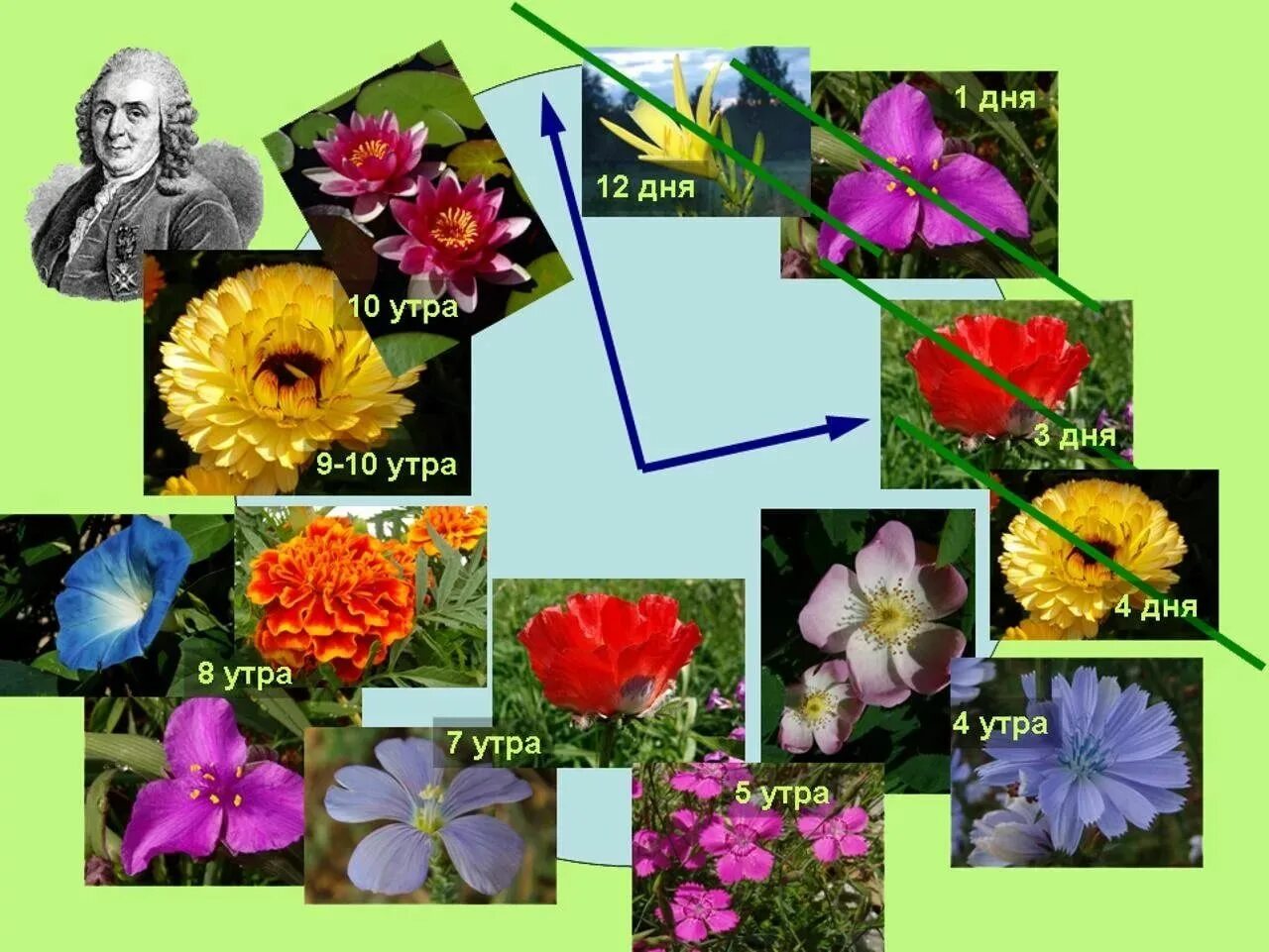 Разные цветы точно по времени