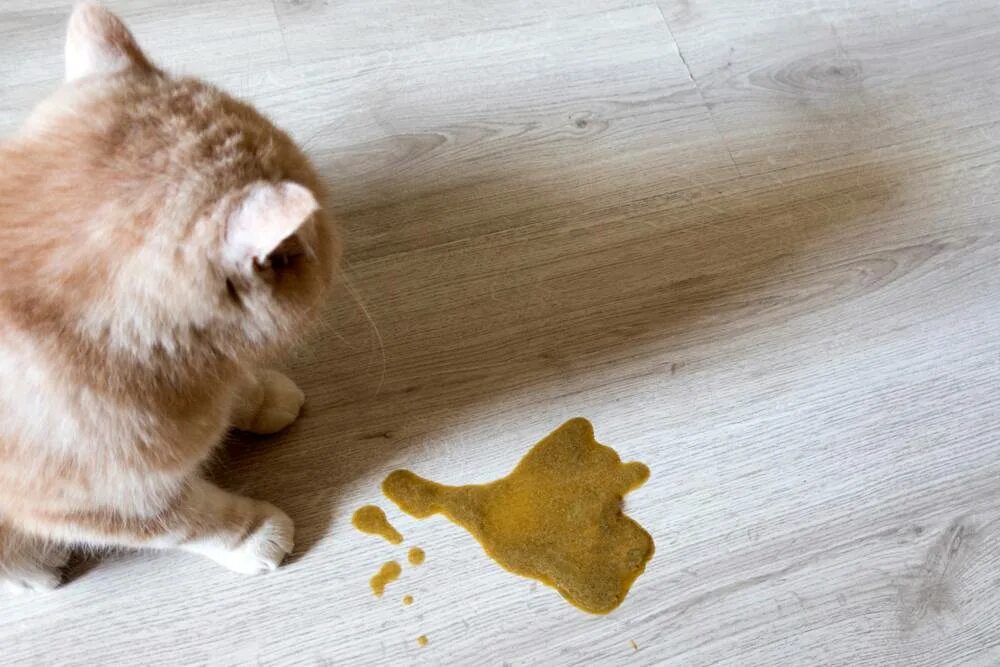 Кошка блюет желчью и не ест. Кошка блюет желчью и не ест