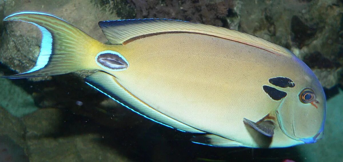 Рыба хирург почему. Acanthurus tennenti. Аквариумная рыбка Acanthurus chronixis. Хирург Теннети лейтенант s /Acanthurus tennenti. Рыба хирург Тенетти лейтенант.