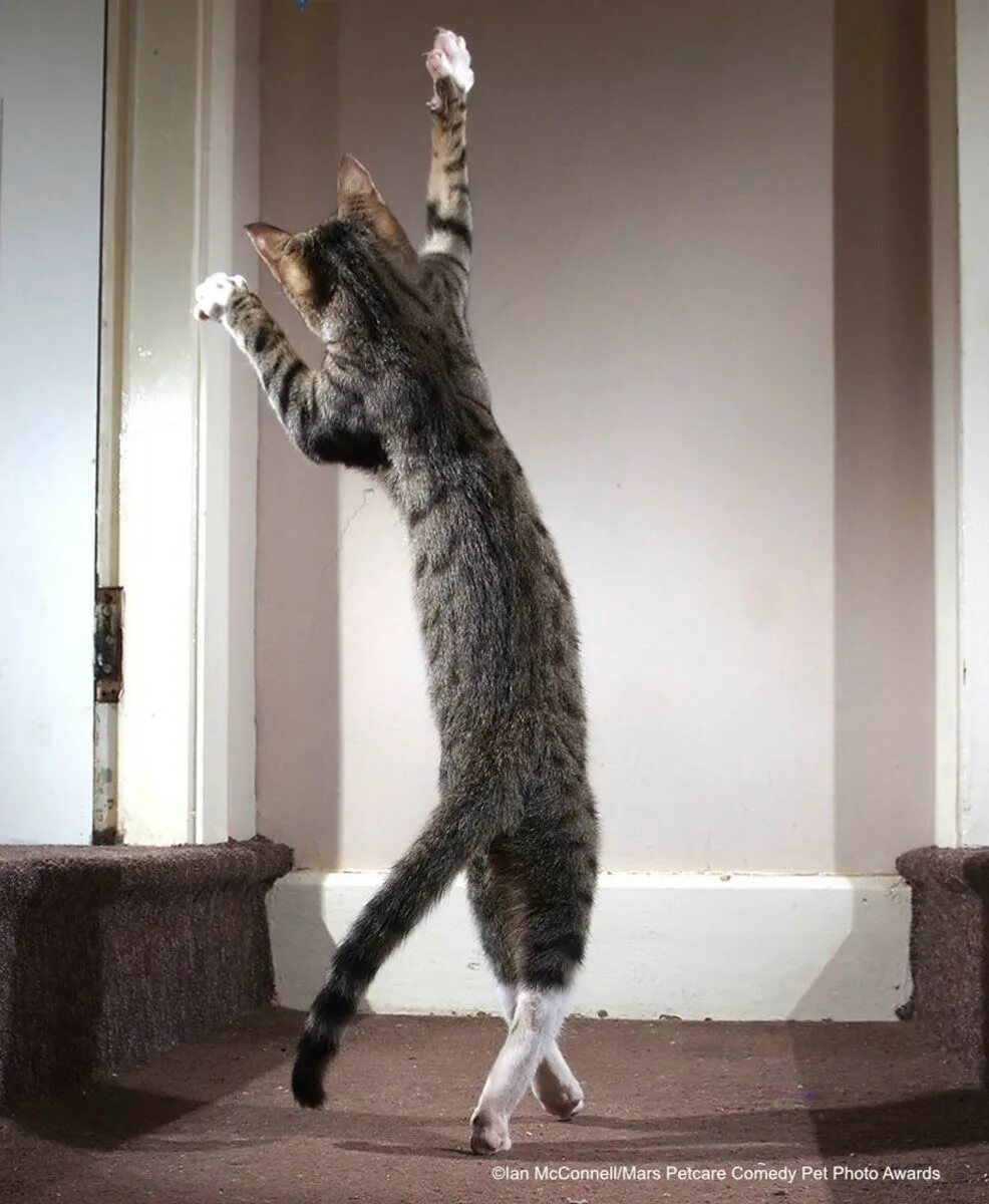 Где коты танцуют. Танцующий кот. Кошка танцует. Смешные Танцующие котики.