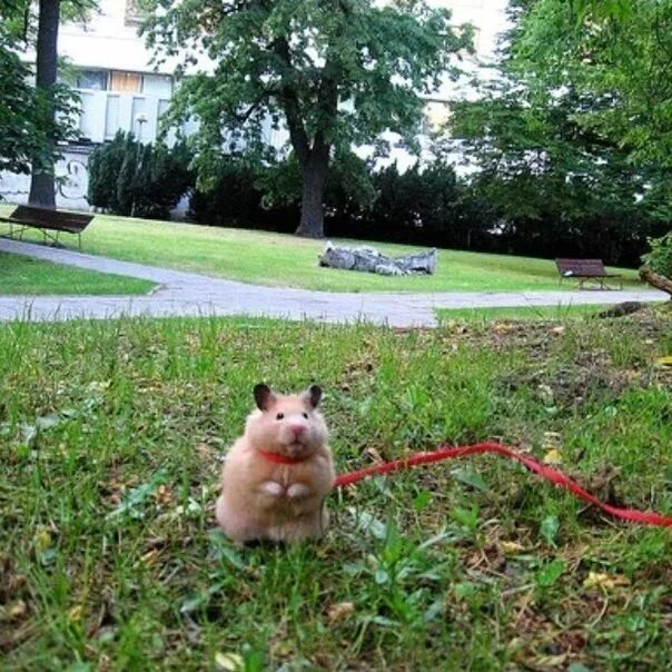 Прогулочный шар для хомяка. Можно ли гулять с хомяком. Как выгуливать хомяка. Выгул хомяка. Хомяк на прогулке.