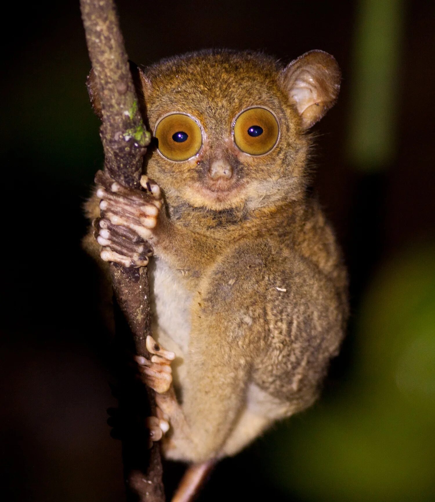 Мадагаскарский долгопят. Мадагаскарский долгопят. Лемур долгопят. Долгопят tarsier. Суматранский долгопят.