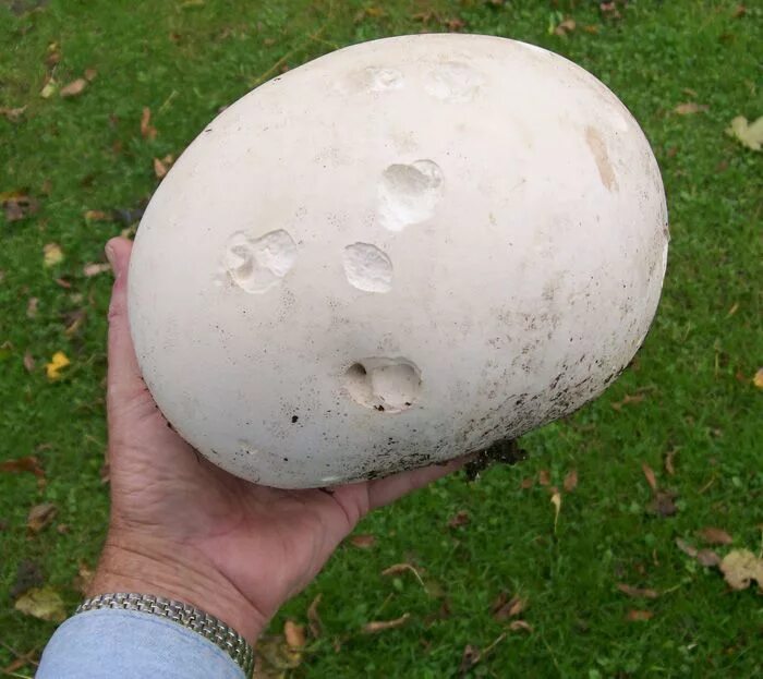 Дождевик гигант 7. Гриб дождевик головач гигантский. giant puffball. лангерманния гигантская гриб. самый большой гриб дождевик в мире.