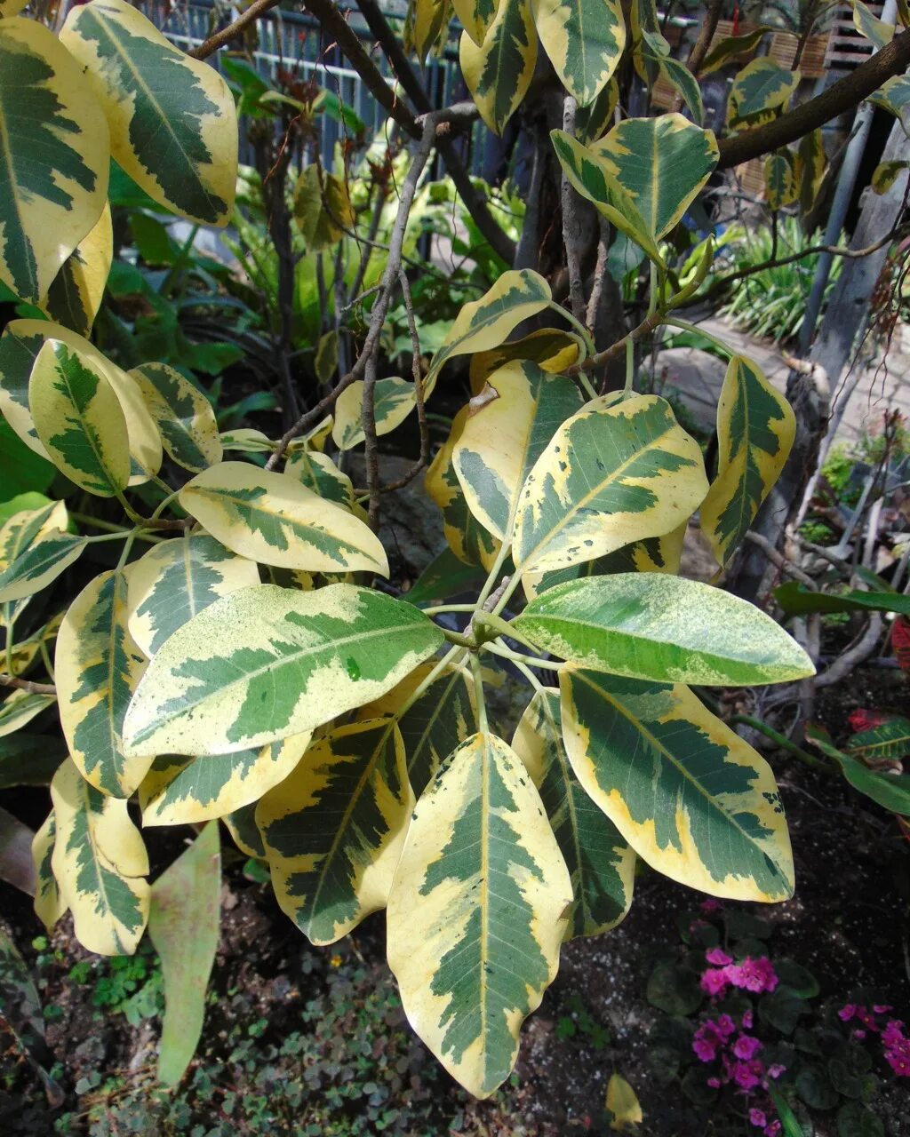 Ficus rubiginosa (фикус). Фикус rubiginosa variegata. Рубигиноза вариегатная фикус. Фикус рубигиноза вар.