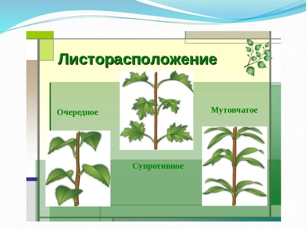 Какой тип листорасположения характерен для. Очередное супротивное мутовчатое листорасположение. олеандр мутовчатое листорасположение. малина листорасположение. мутовчатый тип листорасположения.