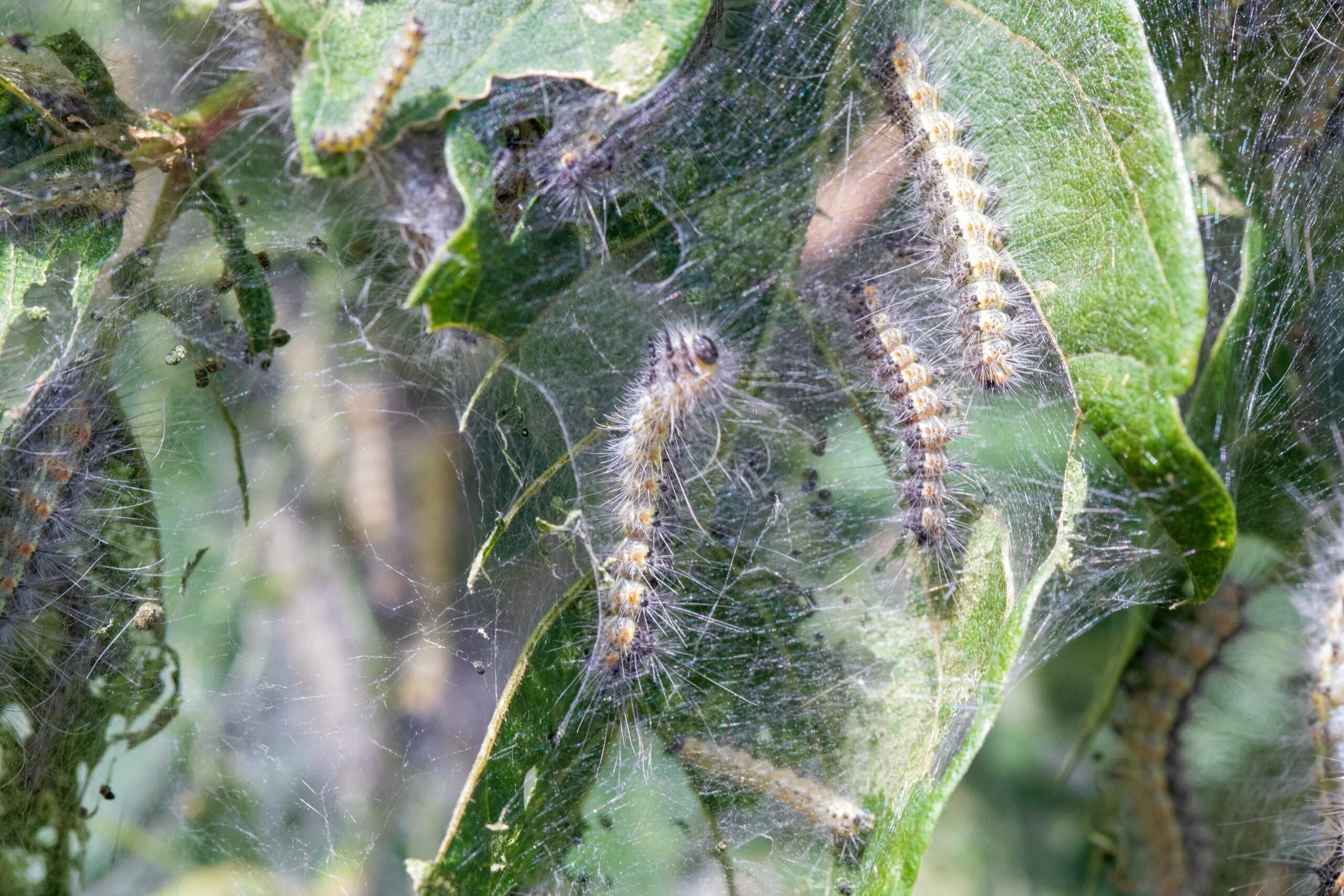 Американская белая бабочка Hyphantria cunea. Американская белая бабочка ВНИИКР. Гусеницы американской белой бабочки (Hyphantria cunea). Hyphantria cunea гусеница. Гусеница белой бабочки