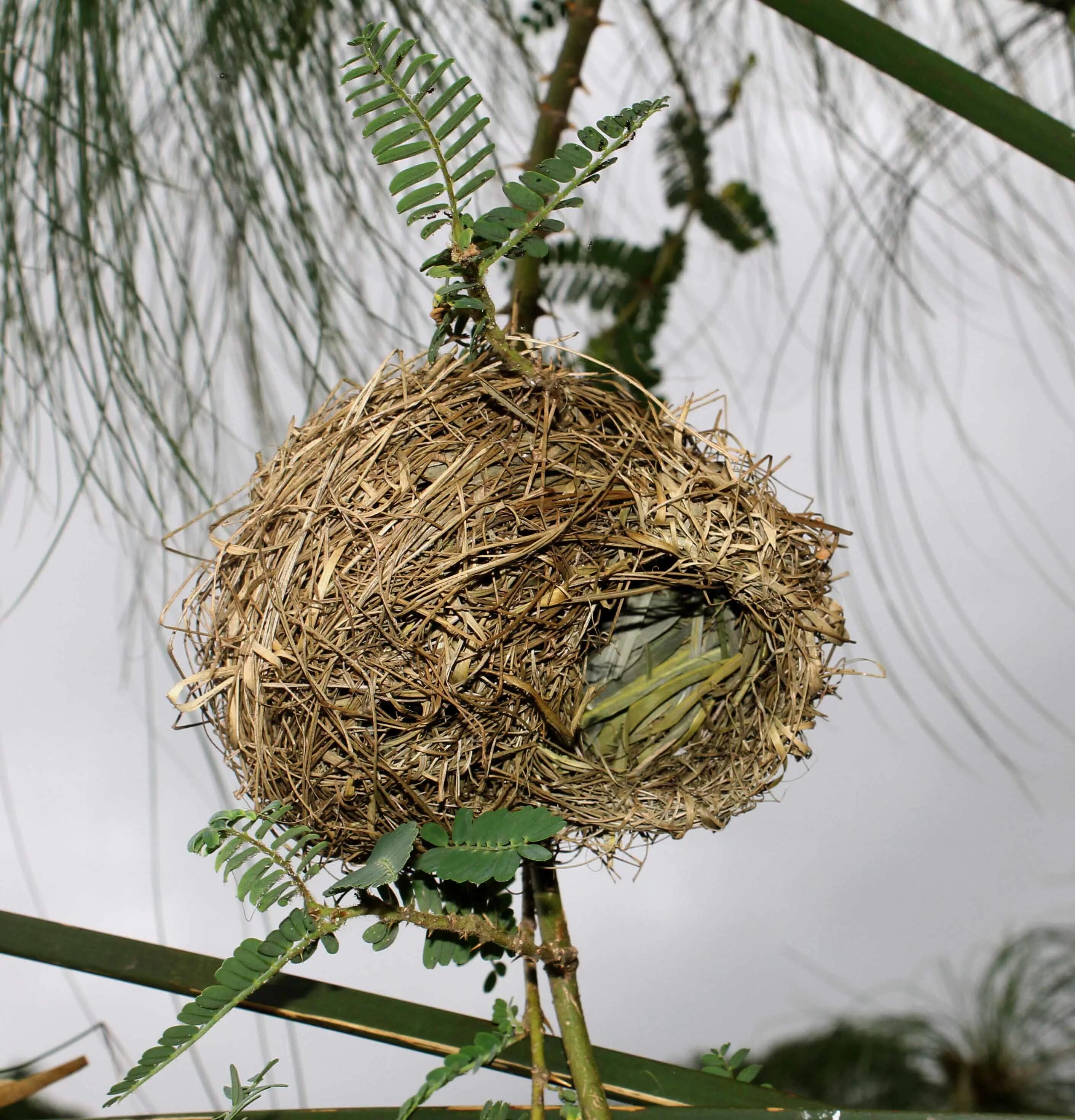 Ласточкино гнездо птицы. Гнездо Kamteks. Папфю Nest. Птичье гнездо мультикульт.