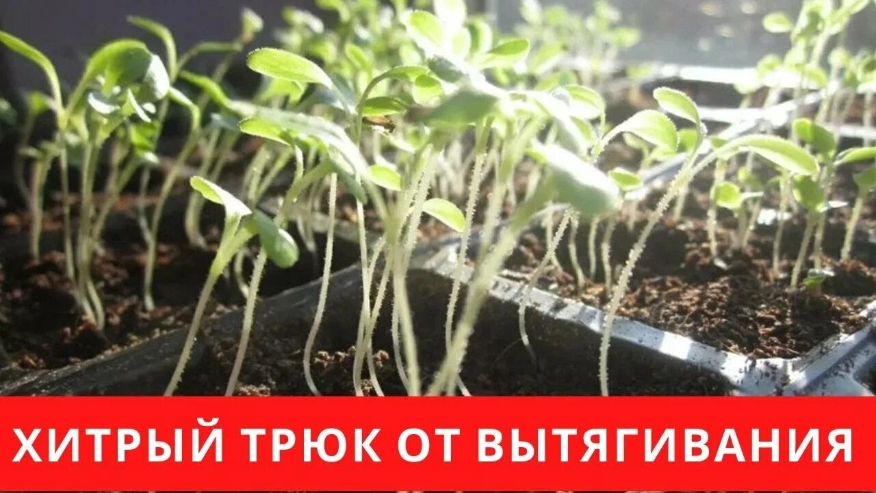 Почему вытягивается рассада капусты и что делать. Рассада вытянулась. тыква рассада вытянулась. рассада перца вытянулась. рассада цинии сильно вытянулась.