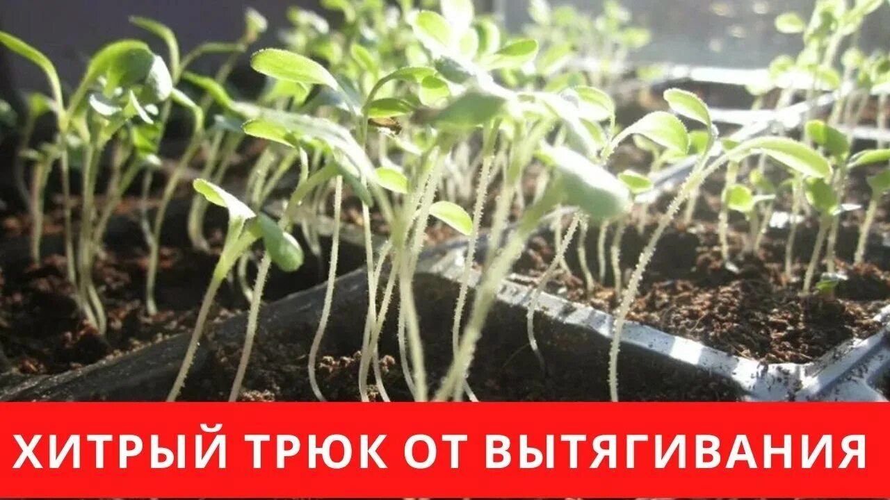 Рассада вытянулась. Рассада тыквы вытянулась. Рассада перца вытянулась. Рассада цинии сильно вытянулась. Вытянулась рассада помидоров до появления настоящих