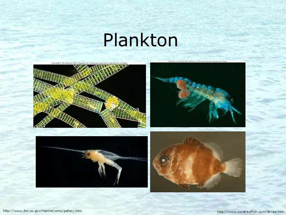 Кто питается планктоном. Планктон фото. Пресноводный планктон представители. Планктон кто питается им.