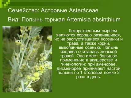 Полынь горькая кратко