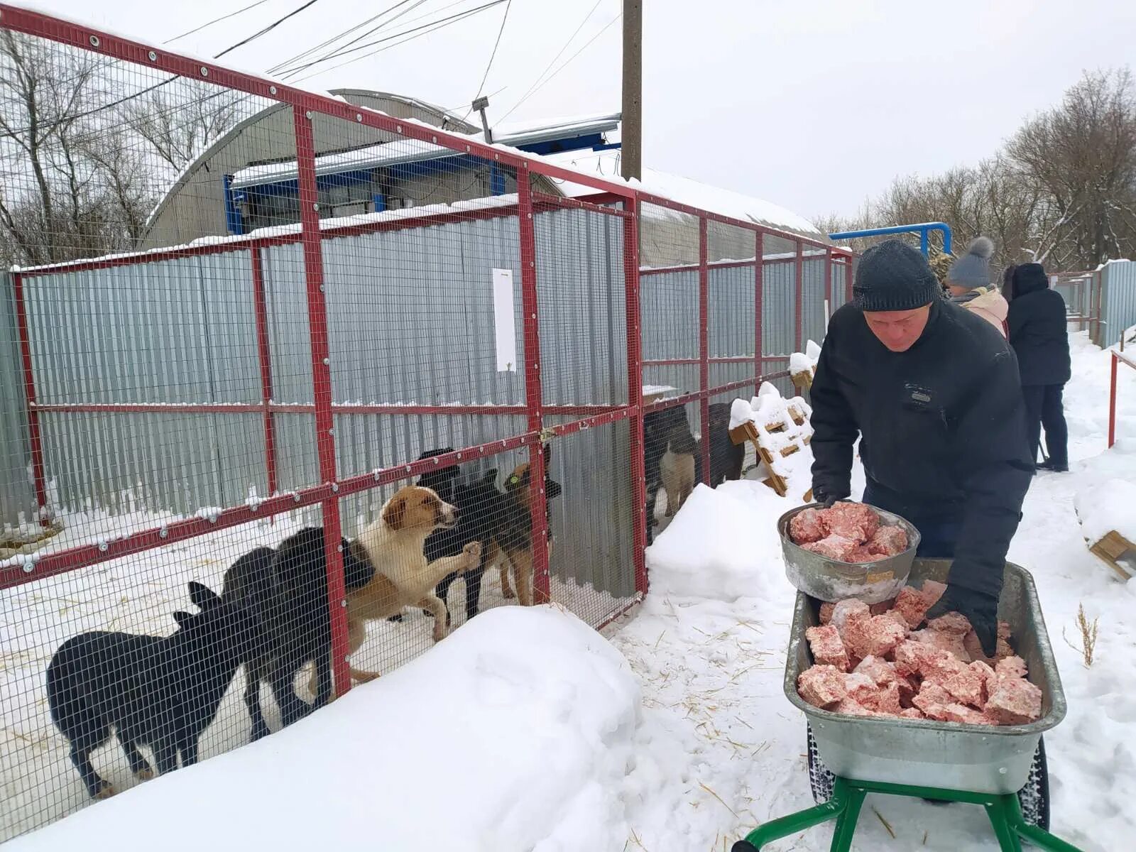Куда собак после отлова. Куда собак после отлова. Куда собак после отлова. Петля для отлова собак. Бездомные собаки на рынке.