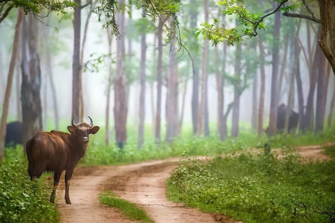 Летние пейзажи и животные. Лесная среда обитания. Животный мир тайги бурый медведь. Среда обитания бурого медведя. Лапландский заповедник олени.