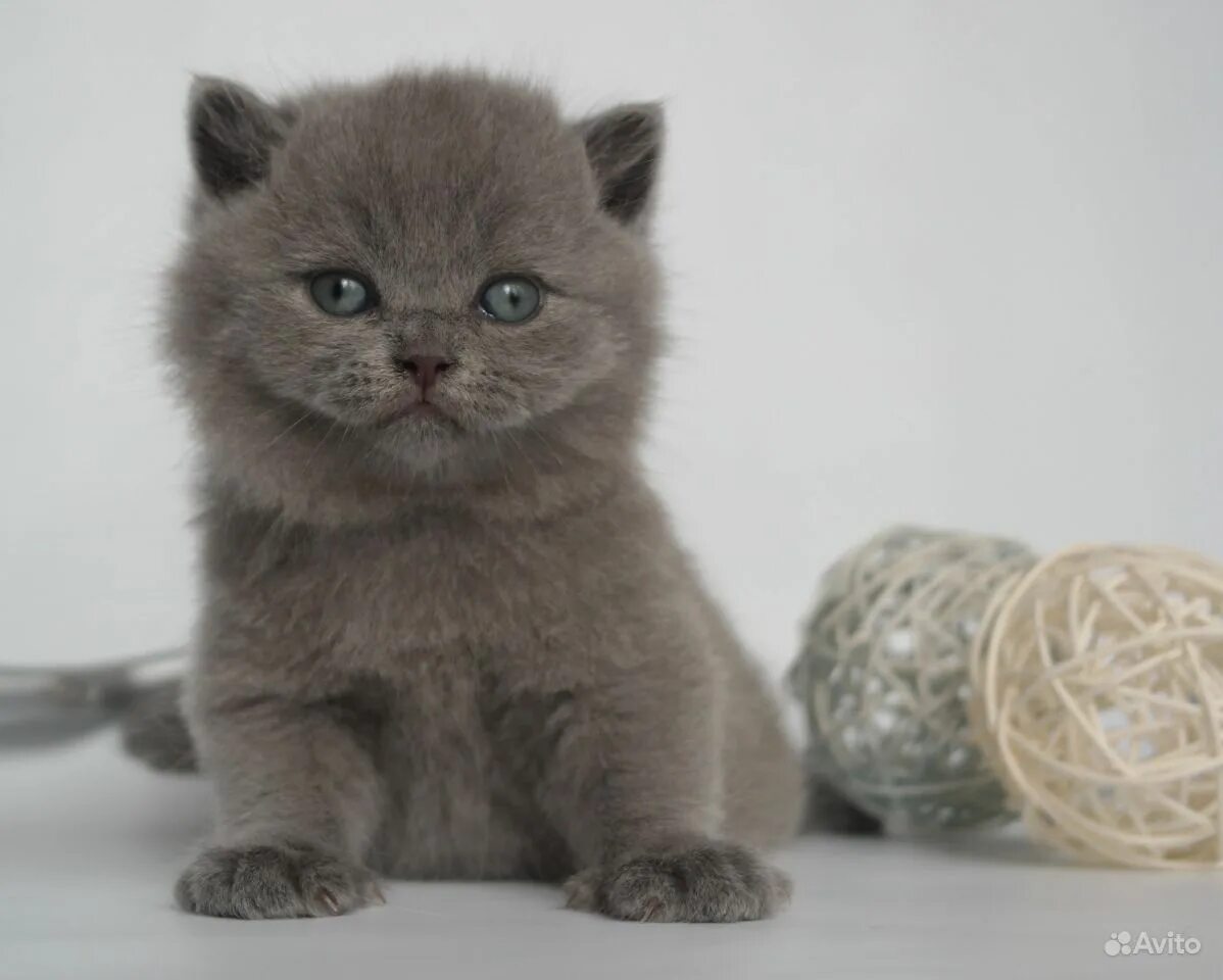 экзот кошка. плюшевые котята порода. плюшевые котята порода. плюшевые котята порода. экзот и шотландская вислоухая.