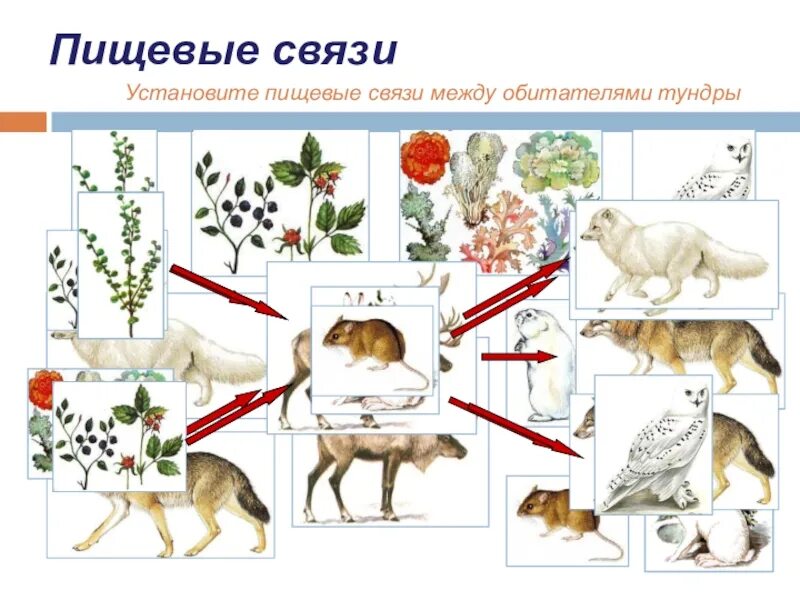 Тест пищевые связи 5 класс. Схема пищевых связей. Пищевые связи в природе. Пищевая цепочка животных. Пищевая цепь тундры.