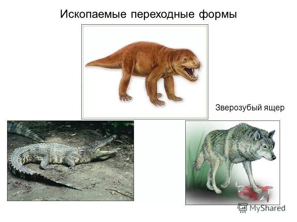 переходные формы между животными. переходные формы от рептилий к млекопитающим. первые представители млекопитающих. зверозубые рептилии переходные формы. переходные млекопитающие.