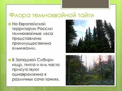 Преобладающие породы деревьев в темнохвойной тайге