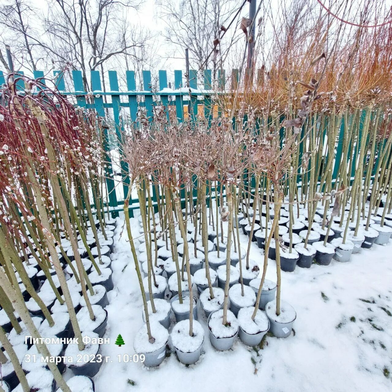 Ива тонкостолбиковая Salix gracilistyla. Ива тонкостолбиковая Маунт АСО. Ива тонкостолбиковая Маунт АСО на штамбе. Верба тонкостолбиковая на штамбе. Ива тонкостолбиковая маунт