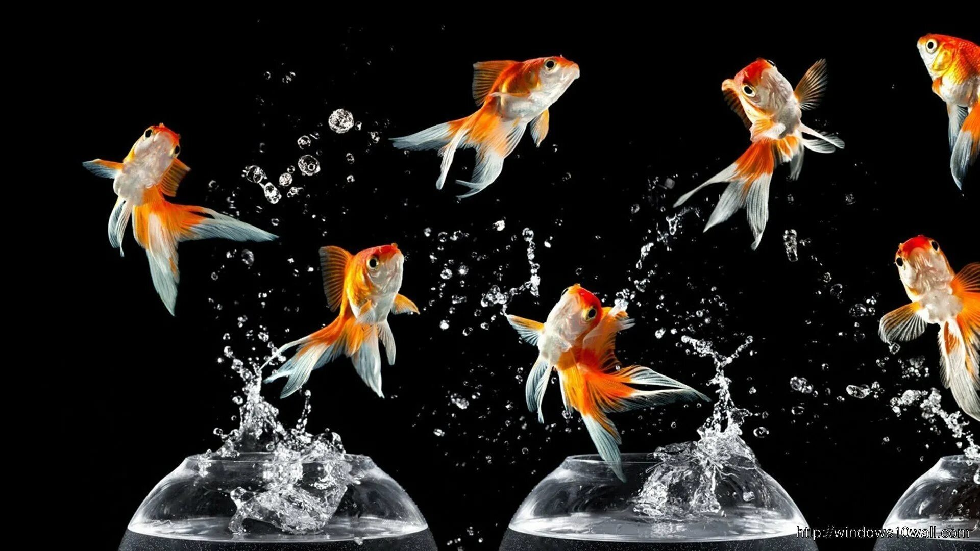 Живые обои s. Рыбки для аквариума. Золотая рыбка. Живые рыбки. Танцующие рыбки.