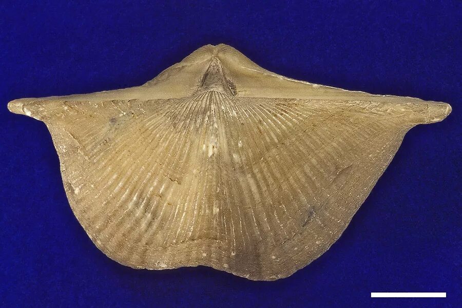 брахиоподы bobinella. брахиоподы девона. брахиоподы кембрия. брахиоподы палеозойской эры. брахиоподы.