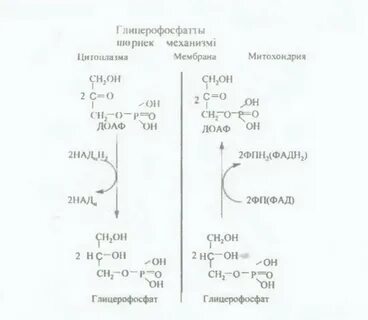 Малат аспартатный челночный механизм биохимия