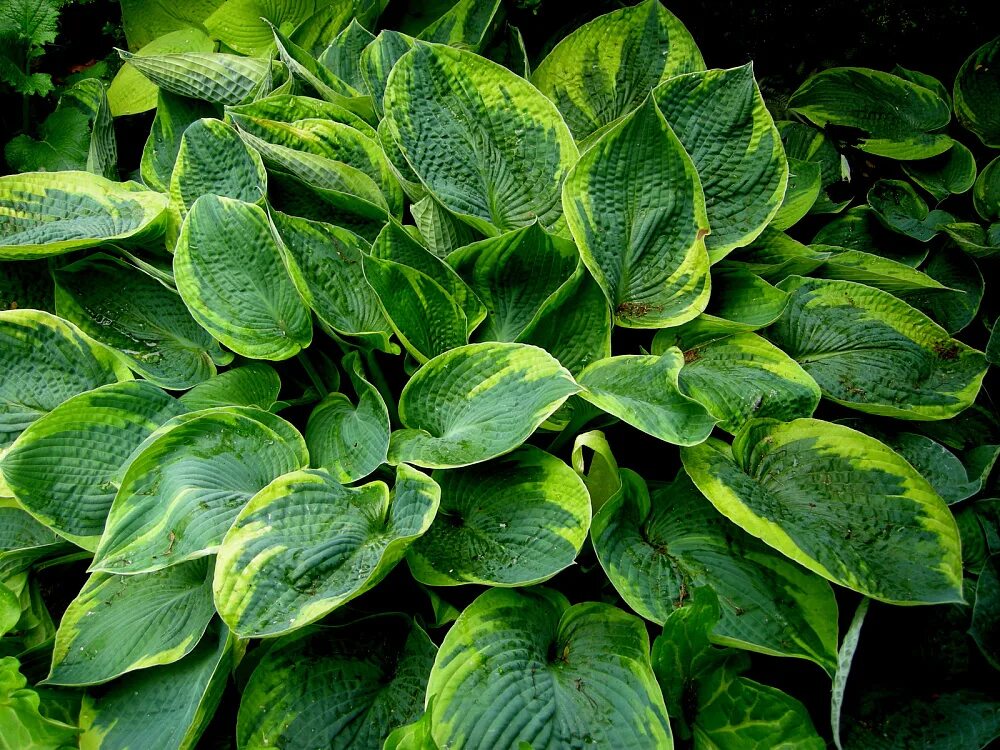 49 хоста. Хоста токудама флавоцирциналис. хоста гибридная tokudama flavocircinalis. хоста гибридная токудама флавоцирциналис. хоста flavocircinalis.