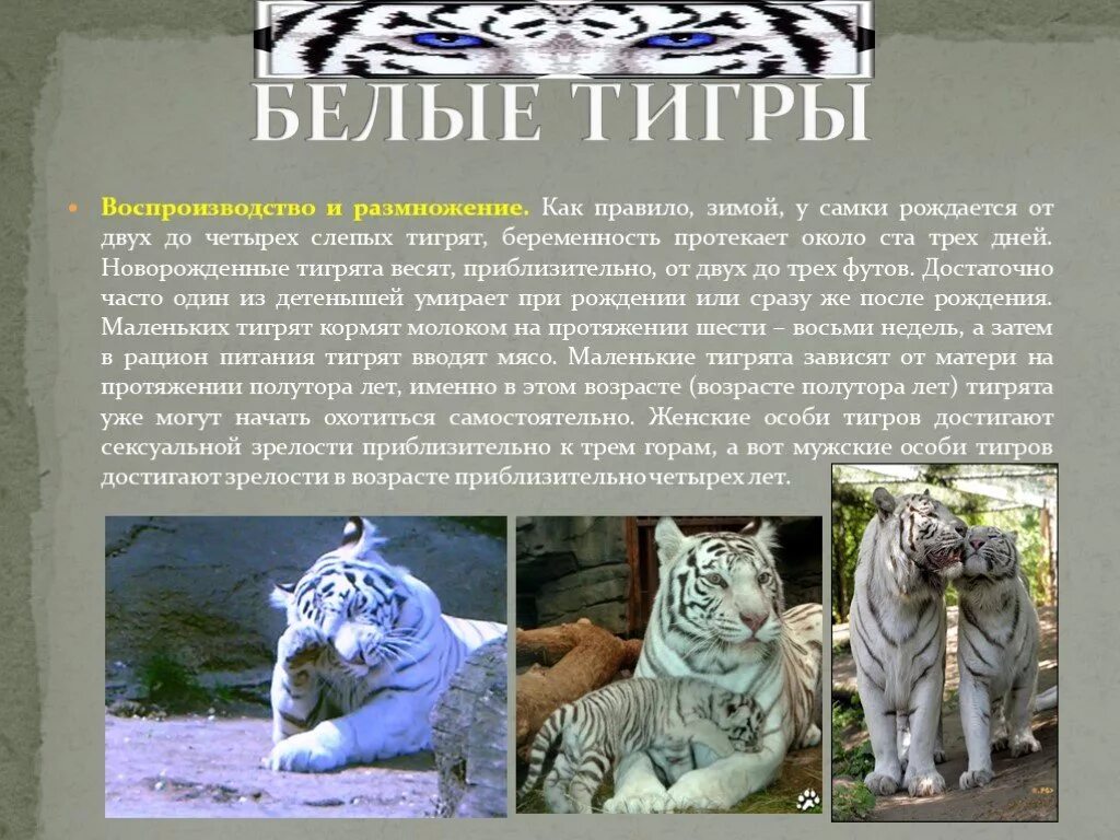 Белый тигр 2 класс. Рассказ о белом тигре. о белом тигре из красной книги. доклад о белом тигре. сообщение про белого тигра.
