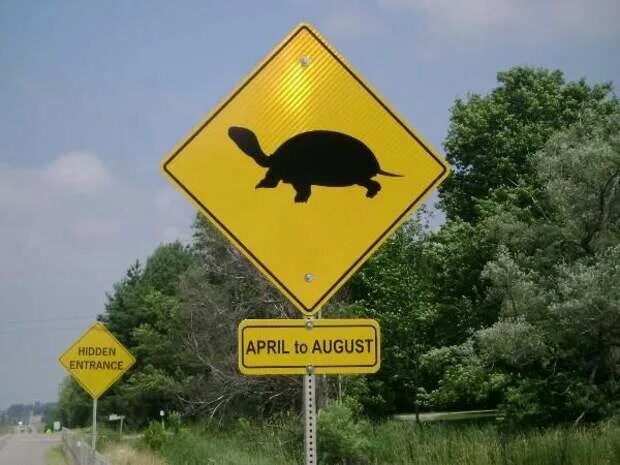 Знак с утками. Знак осторожно черепаха. Самые необычные дорожные знаки. Дорожные знаки Австралии. Осторожно животные.