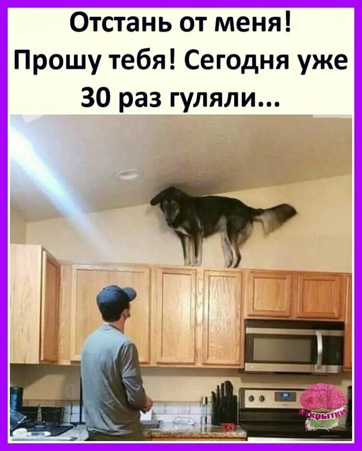 Ответы Mail.ru: Вы уже ходили сегодня с собакой гулять по пропускам или без? кто