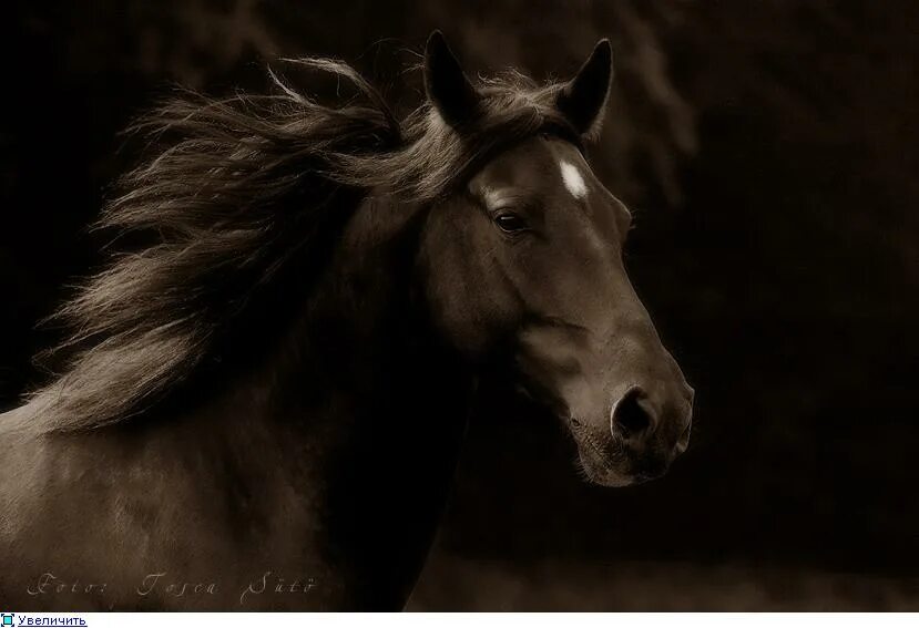 Лошадь тоска. Лошадь на ветру. Конь и лошадь. Лошадь фотосток. Тоска звериная лошадь\.