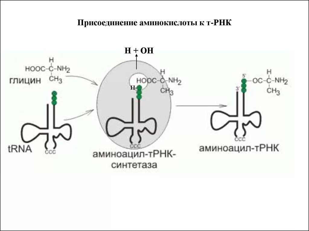 Фермент аминоацил-ТРНК-синтетаза. Аминоацил-ТРНК-синтетаза присоединяет аминокислоту:. Аминоацил-ТРНК-синтетаза строение. Схема реакции, катализируемой аминоацил-ТРНК синтетазой..