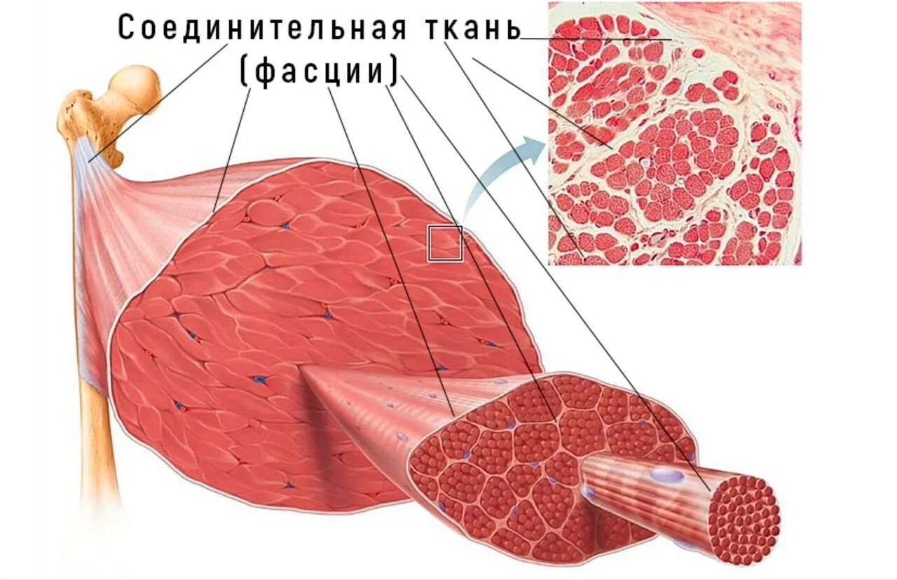Соединительная мышца. Фасция это соединительная ткань. Соединительная ткань мышцы фасция. Соединительная ткань мяса. Мышечное волокно.