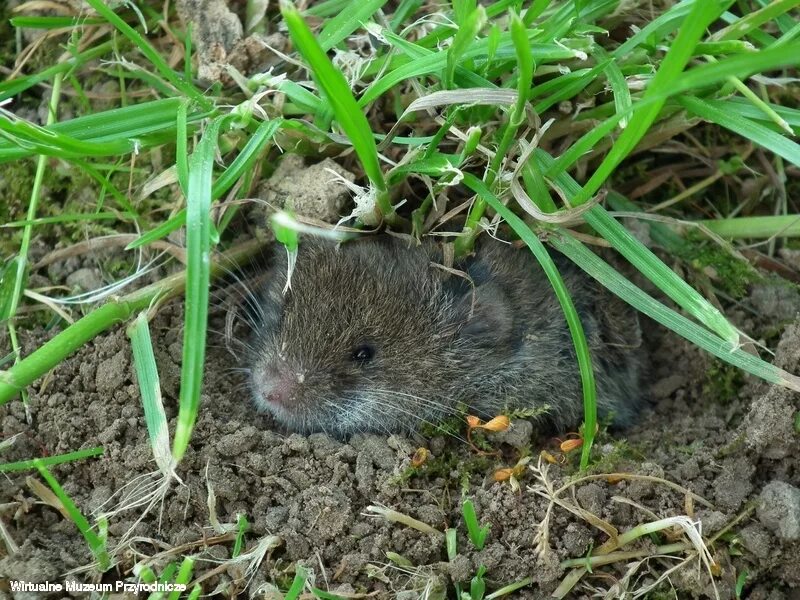 Мышь землеройка. Земляная крыса ареал. Китайская собачка грызун вредитель. Крыса полевка. Земляная крыса ареал.